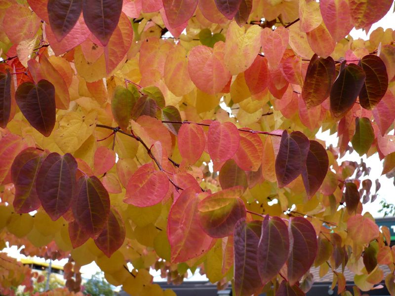 شجرة الفاكهة لون الخريف
