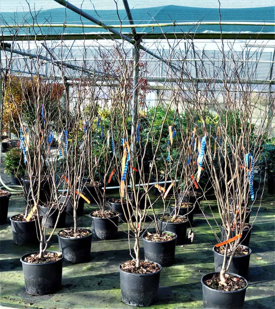 Cercis canadensis 'Forest Pansy'