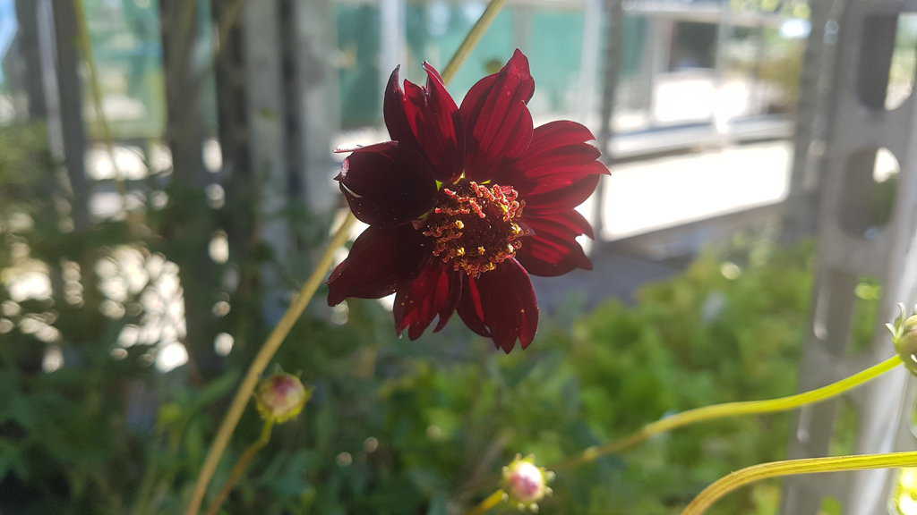 Cosmos atrosanguineus ---