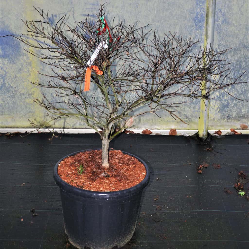Acer palmatum 'Garnet'