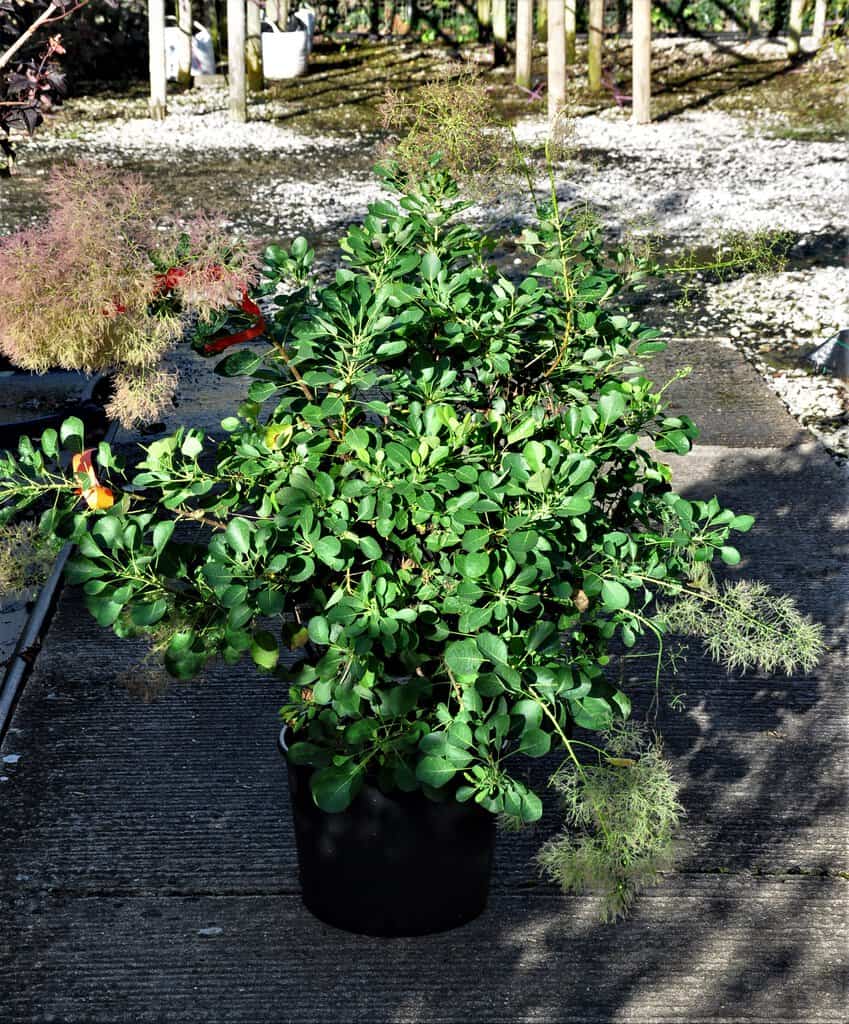 Cotinus coggygria 'Young Lady'