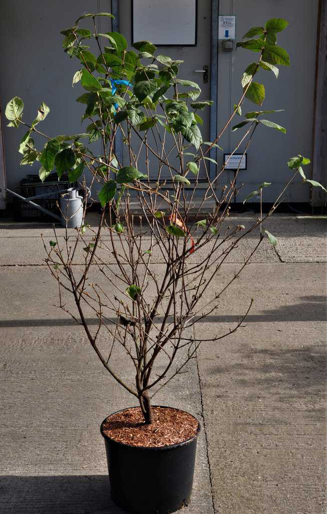 Viburnum carlesii 'Aurora'