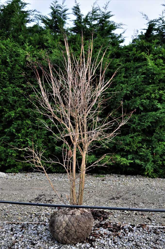 Heptacodium miconioides
