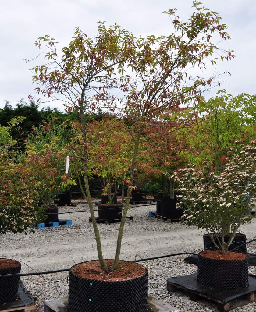 Prunus x subhirtella 'Autumnalis'