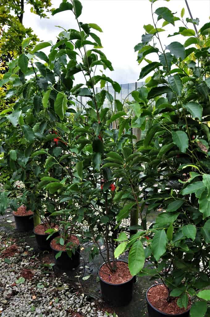 Magnolia x soulangeana