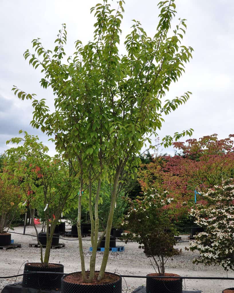 Prunus 'Kanzan'