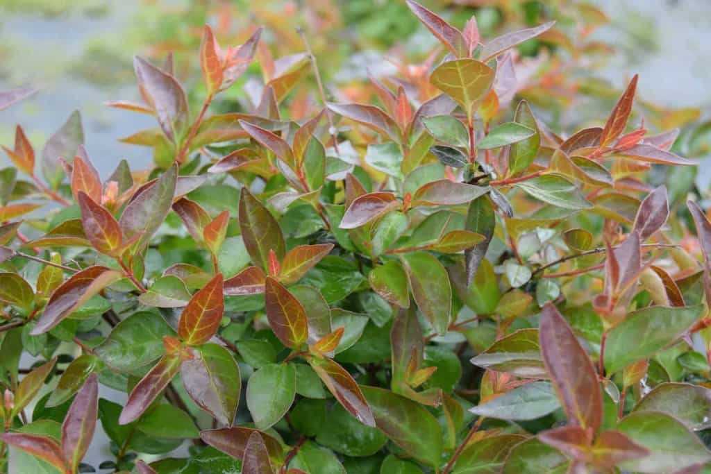 Abelia 'Edward Goucher'