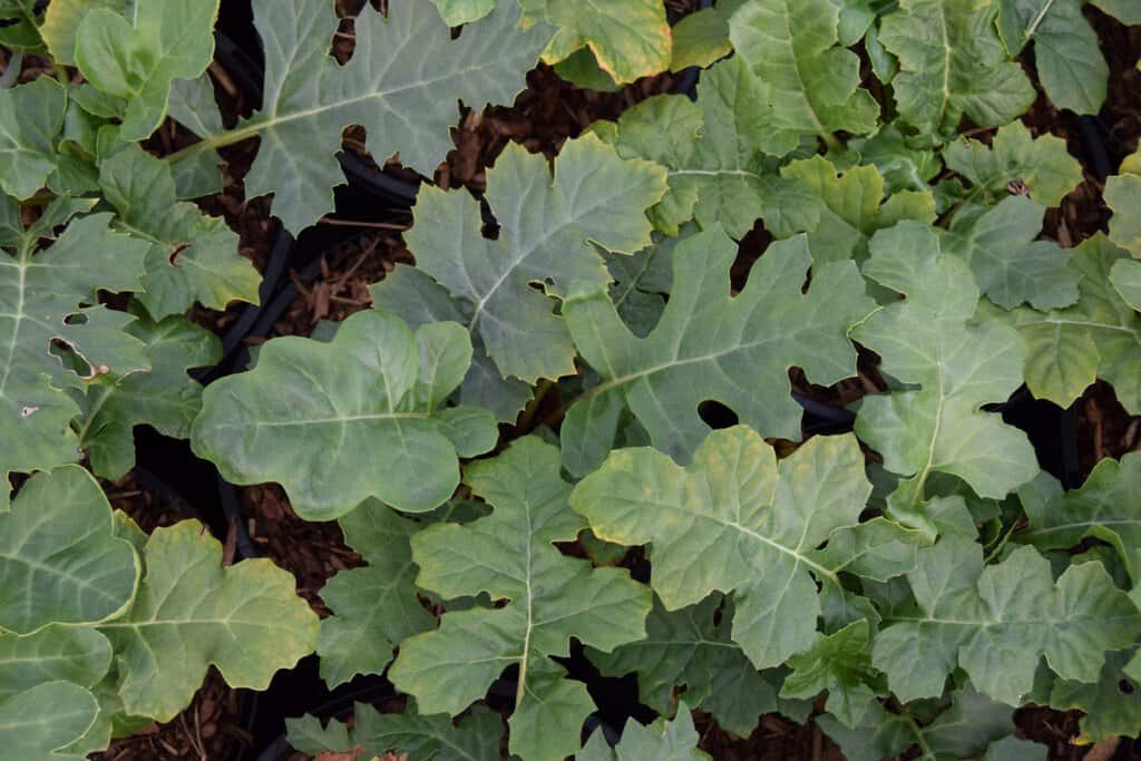 Acanthus mollis