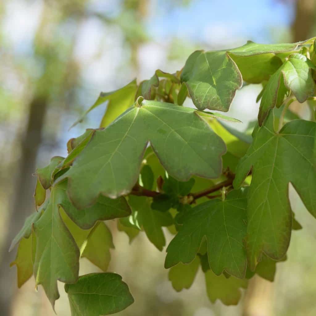 Acer campestre