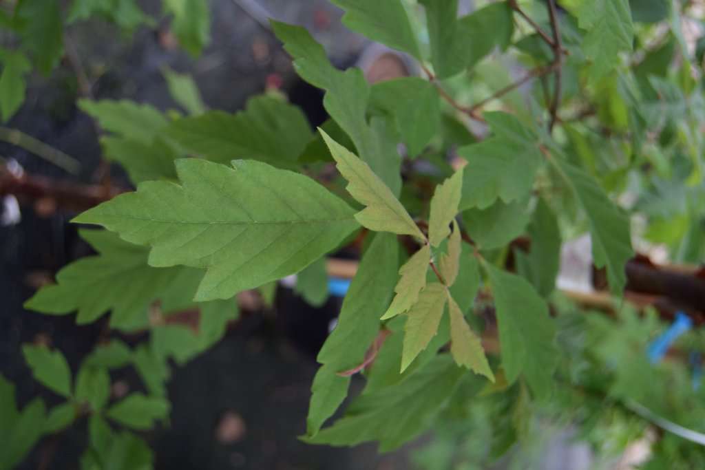 Acer griseum