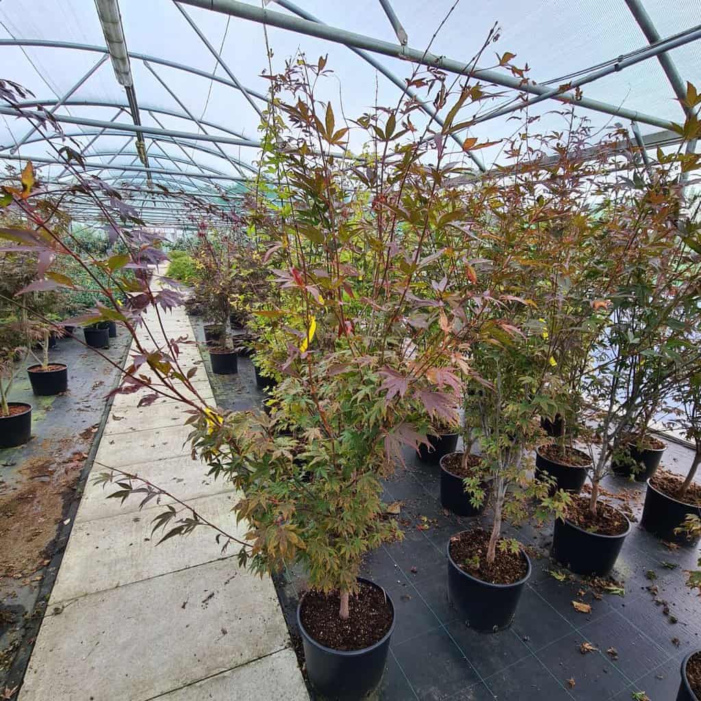 Acer palmatum 'Atropurpureum'