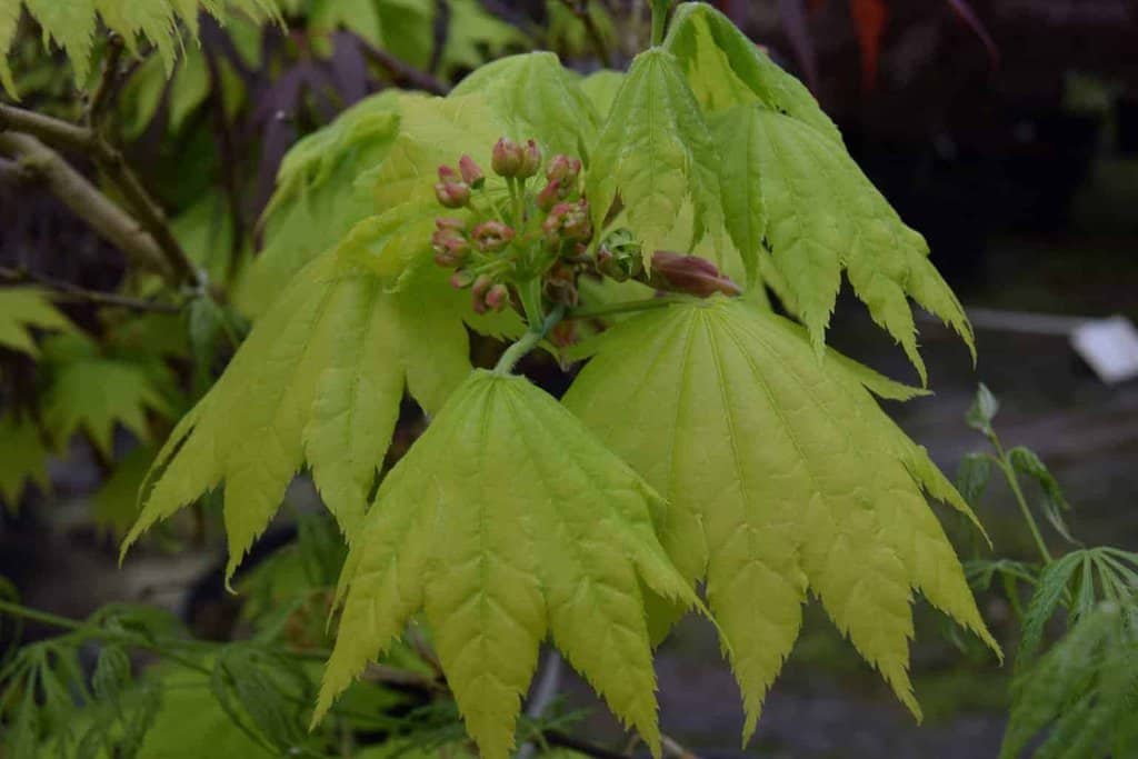 Acer palmatum 'Aureum'