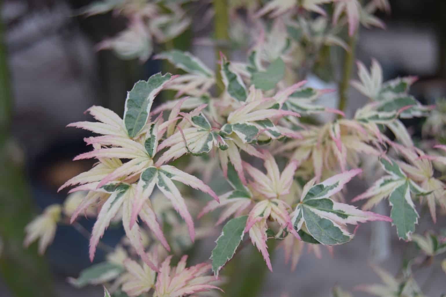 Acer palmatum 'Butterfly'