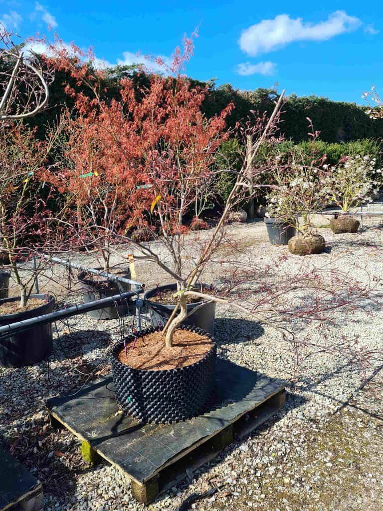 Acer palmatum 'Firecracker'