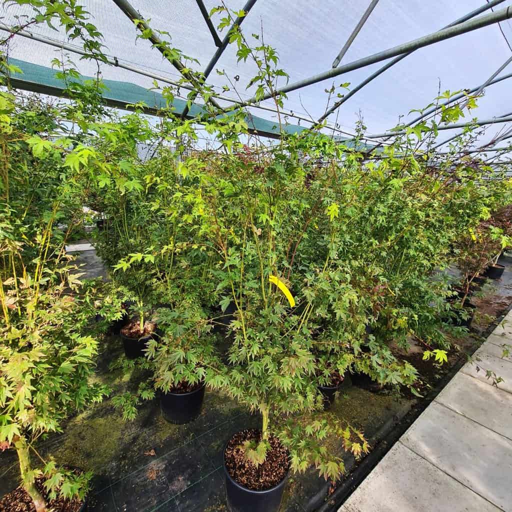 Acer palmatum 'Orange Dream'