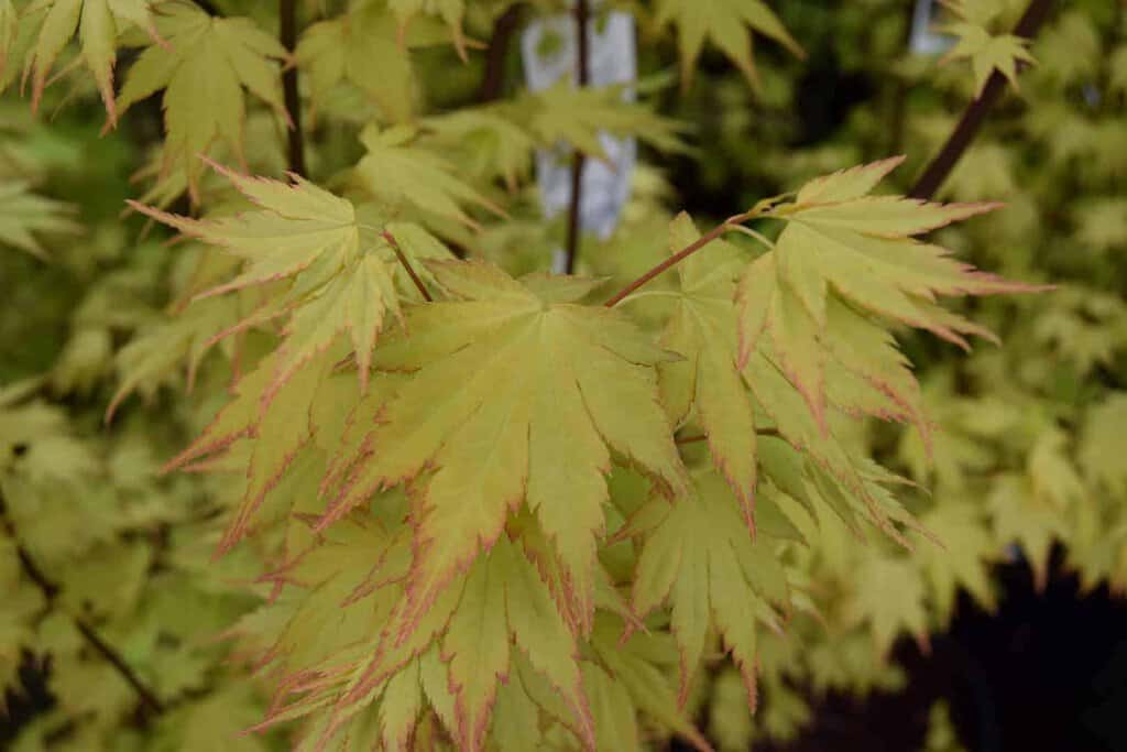 Acer palmatum 'Orange Dream'