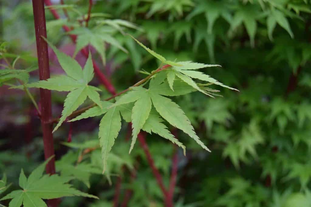 Acer palmatum 'Sango-kaku'