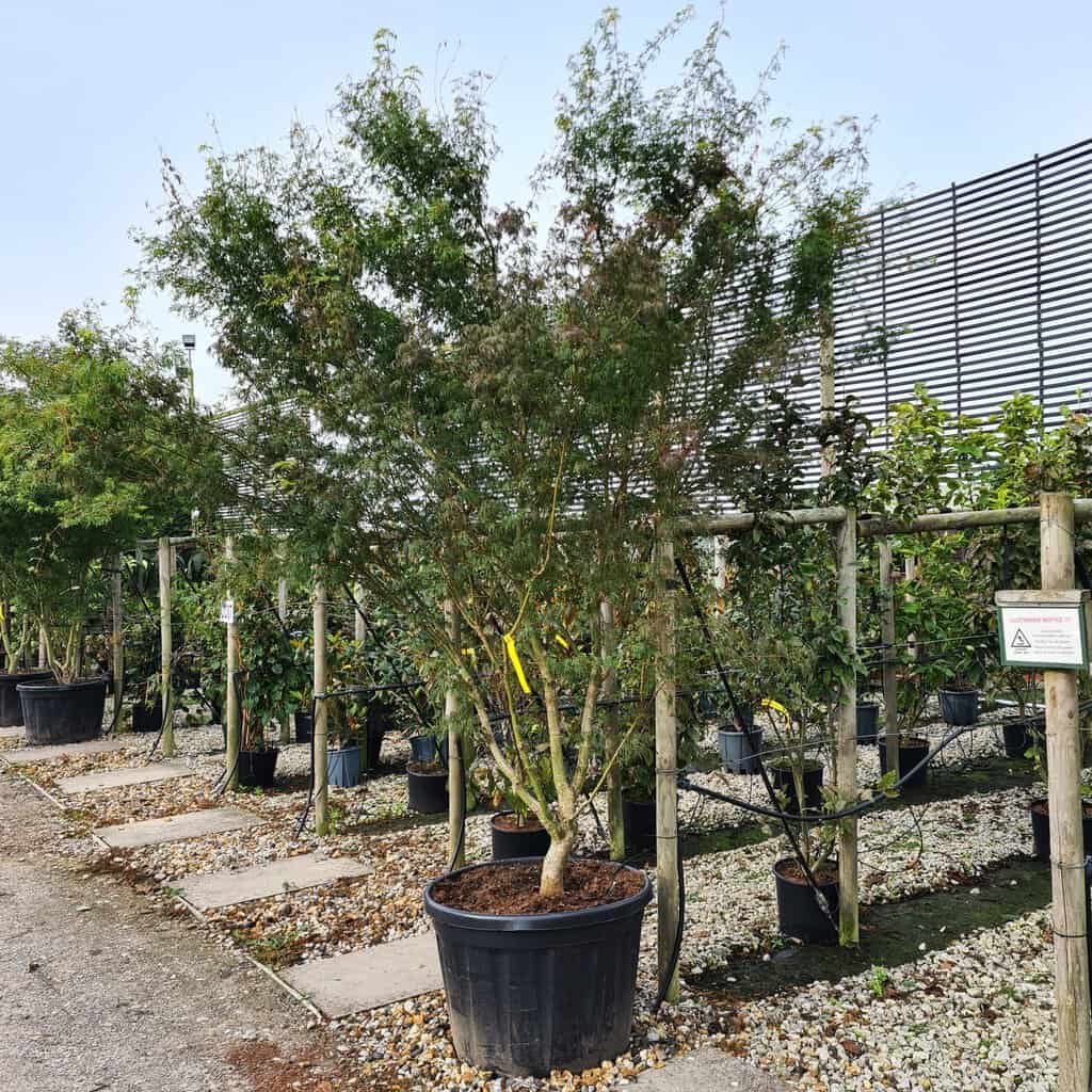 Acer palmatum 'Seiryû'