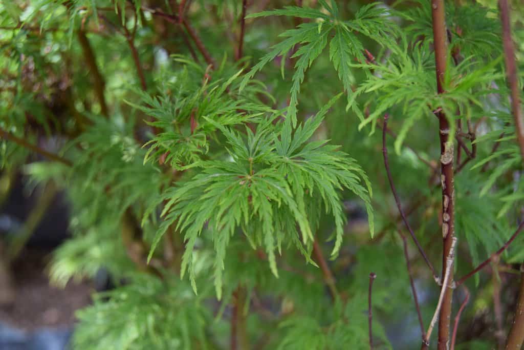 Acer palmatum 'Seiryû'