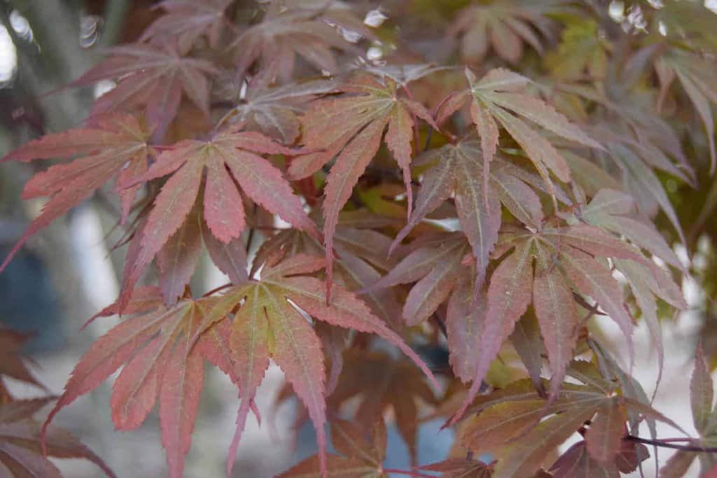 Acer palmatum 'Skeeter's Broom'