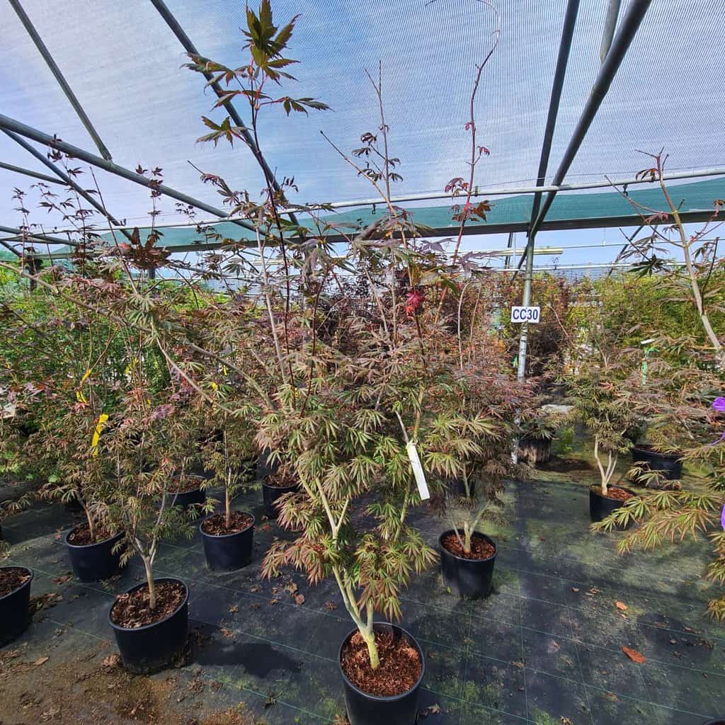 Acer palmatum 'Trompenburg'
