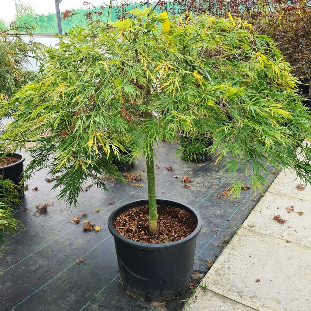 Acer palmatum var. diss. Dis. Vir. Grp