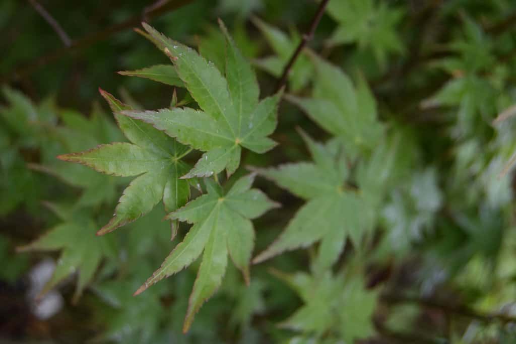 Acer palmatum