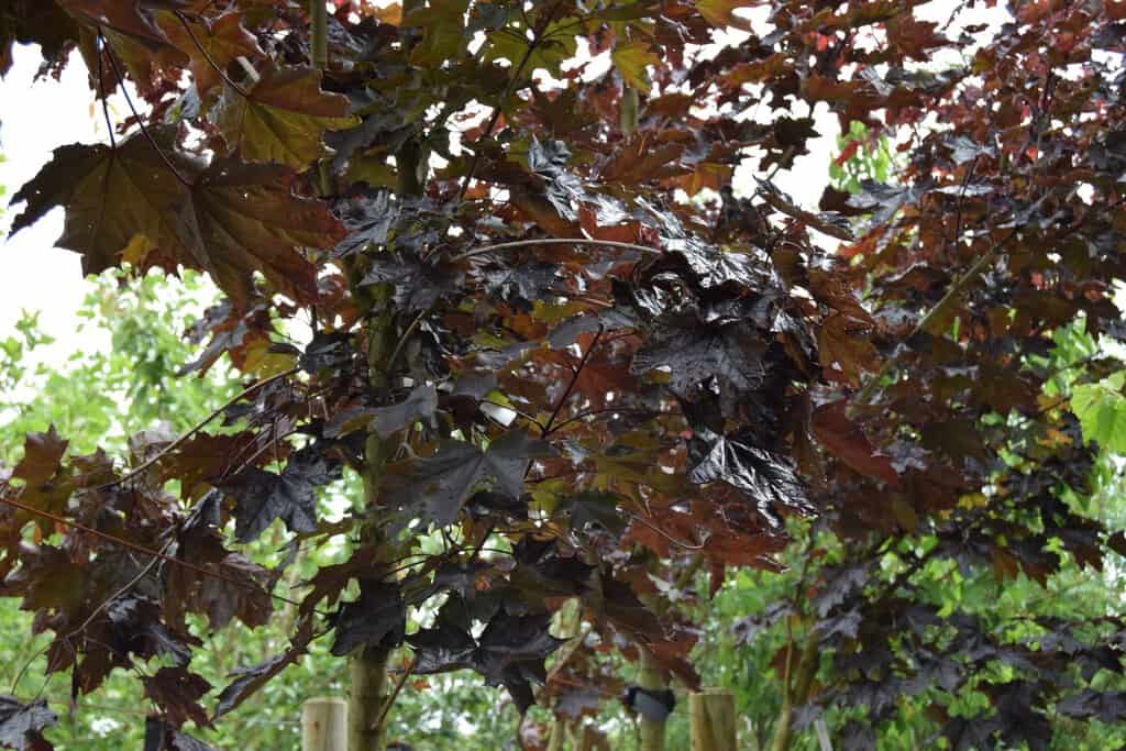 Acer platanoides 'Crimson King'
