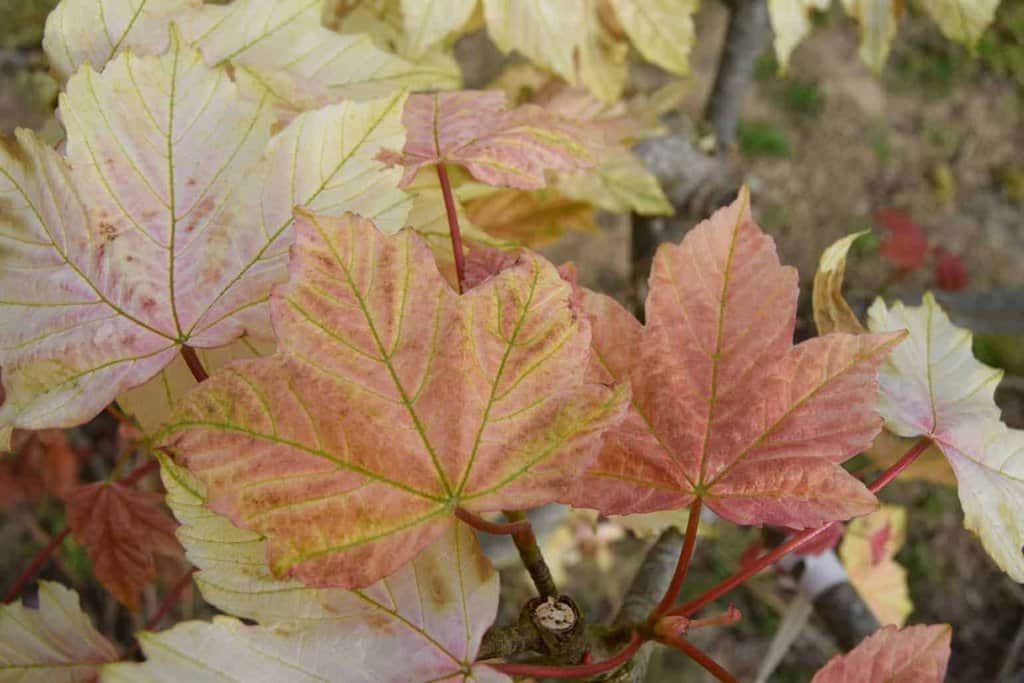 Acer pseudoplatanus 'Brilliantissimum'