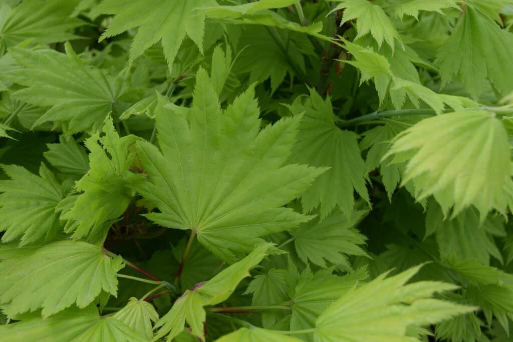 Acer shirasawanum 'Aureum'