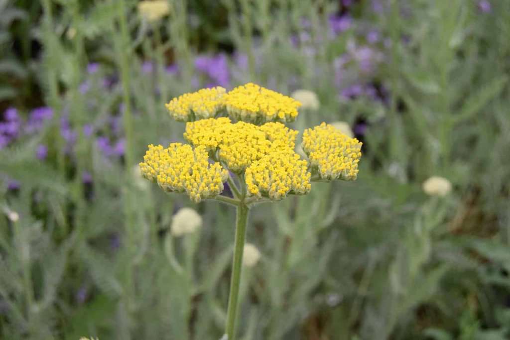Achillea 'Coronation Gold'