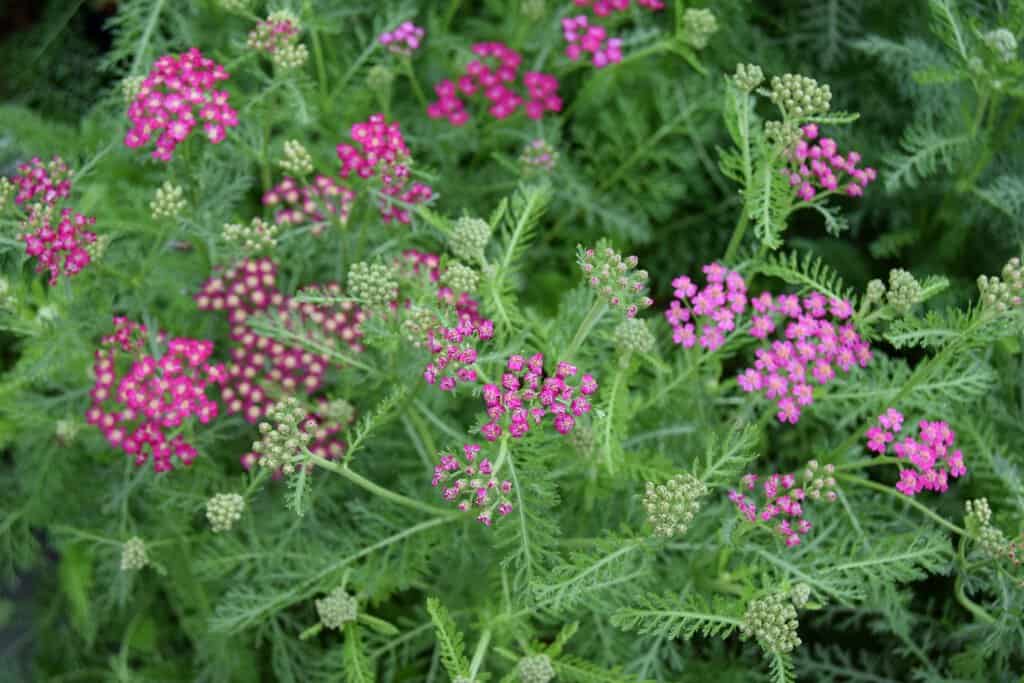 Achillea millefolium 'Cerise Queen'