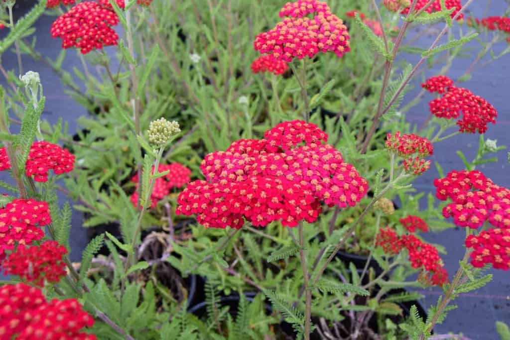 Achillea millefolium 'Paprika'