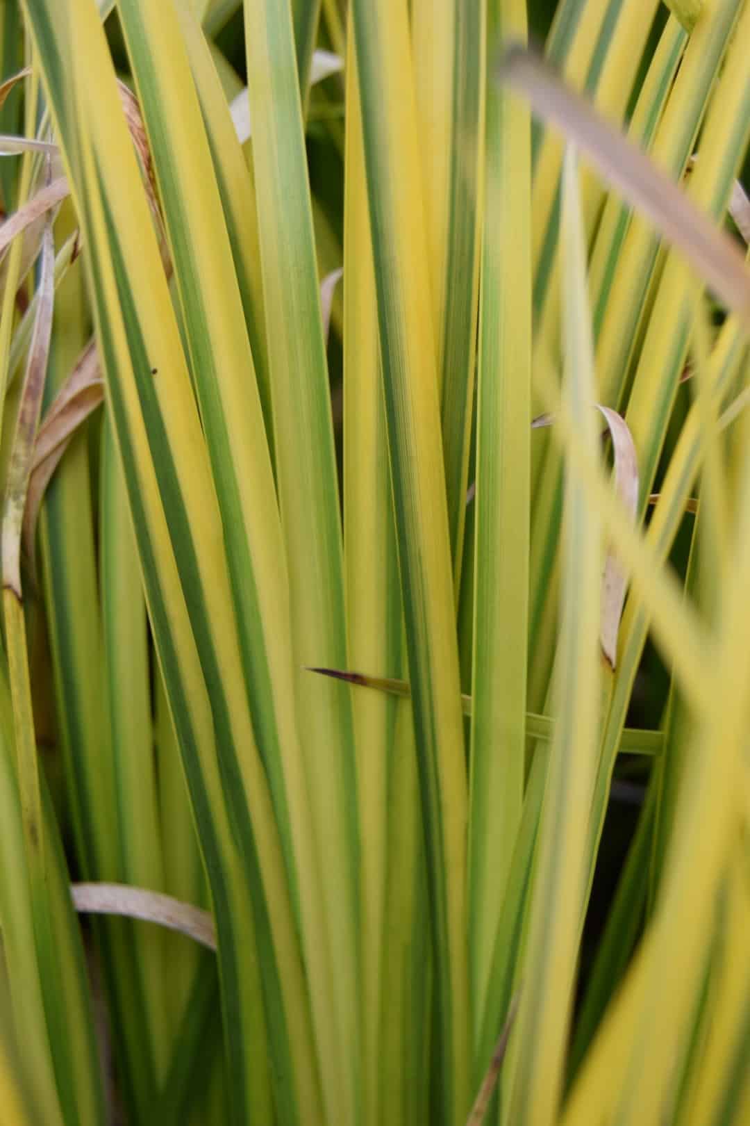 Acorus gramineus 'Ogon'