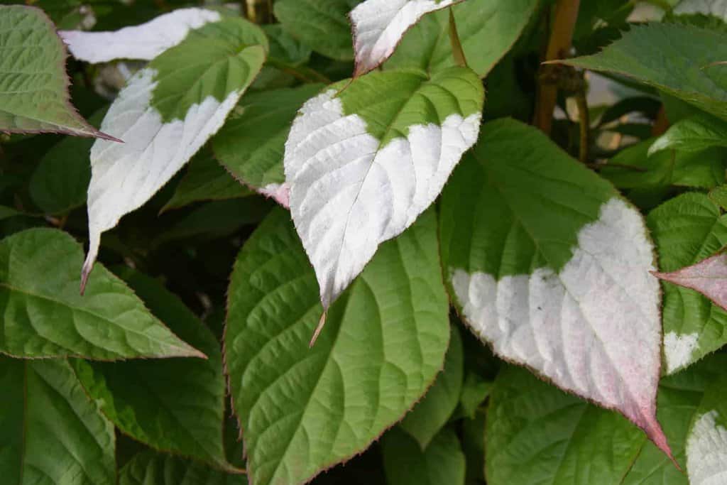 Actinidia kolomikta