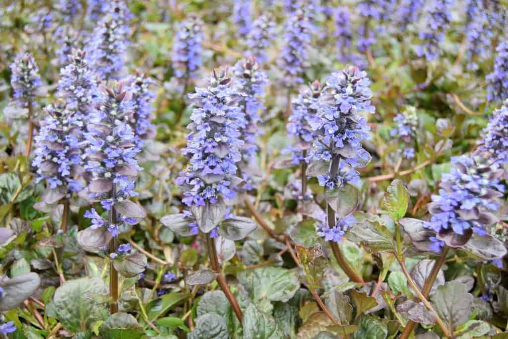 Ajuga reptans 'Catlin's Giant'