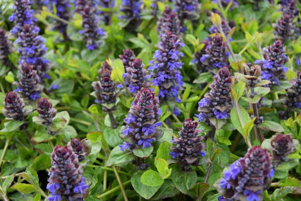 Ajuga reptans