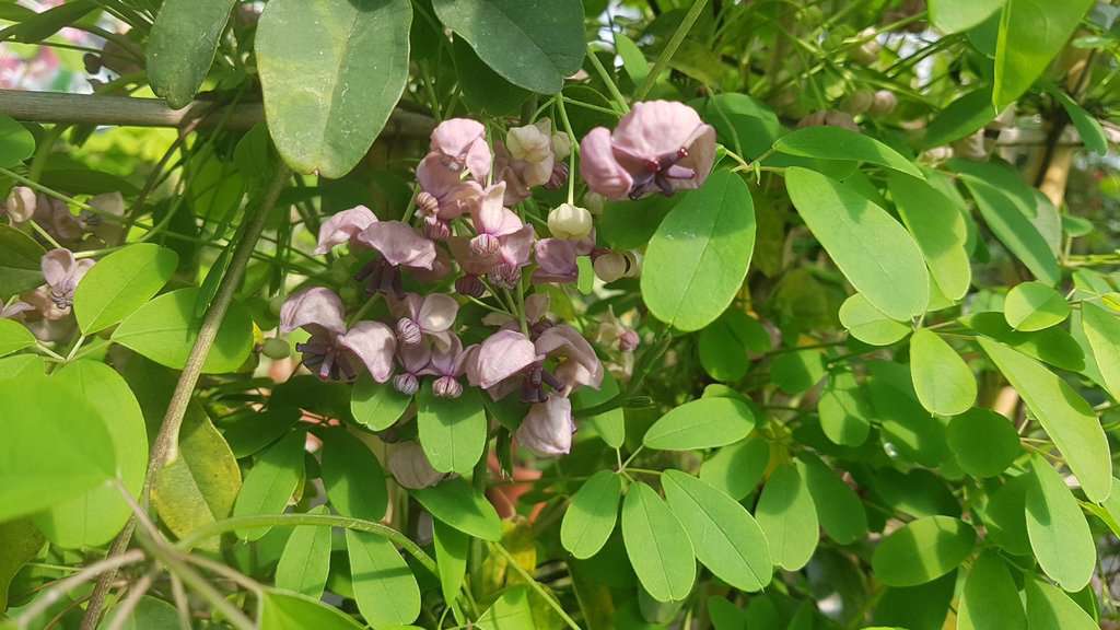 Akebia quinata