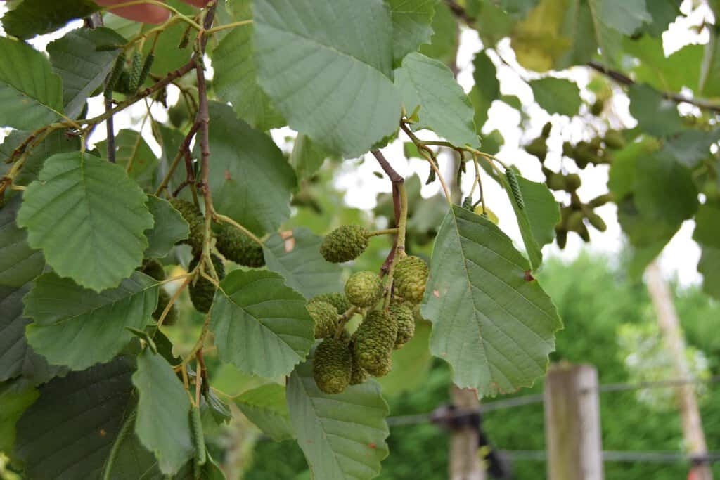 Alnus glutinosa