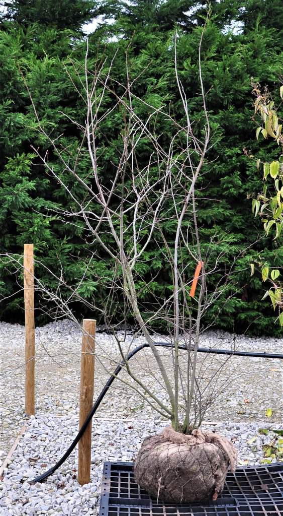 Amelanchier lamarckii