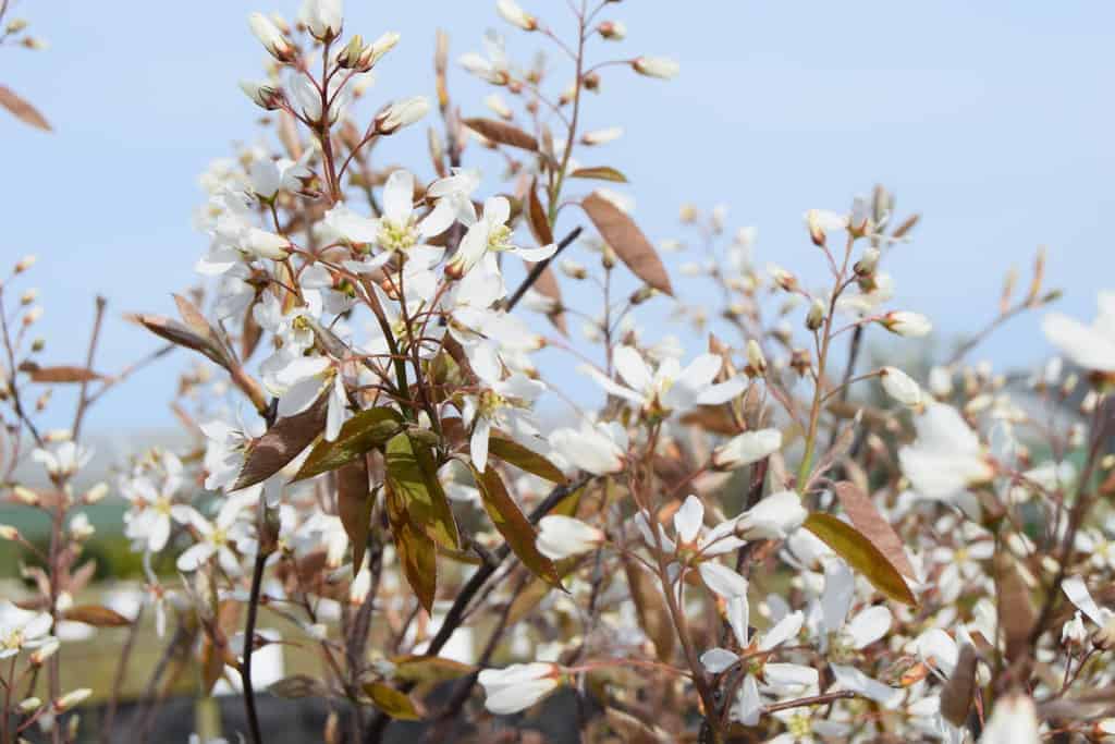 Amelanchier lamarckii