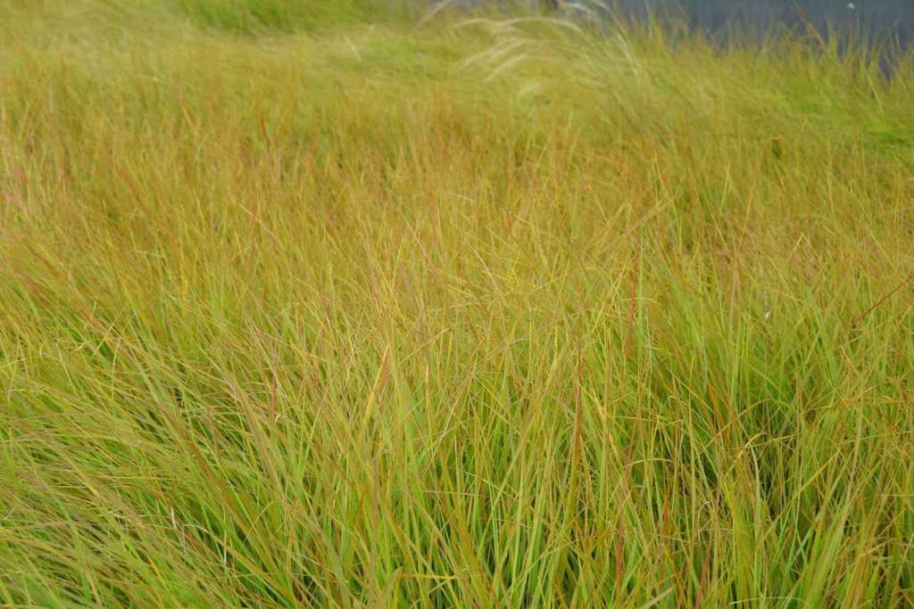 Anemanthele lessoniana