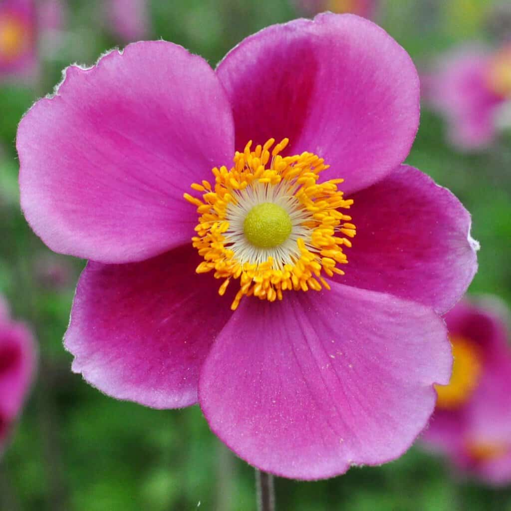 Anemone hupehensis 'Hadspen Abundance'