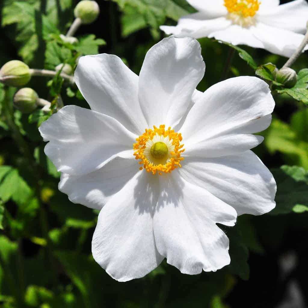 Anemone x hybrida 'Honorine Jobert'