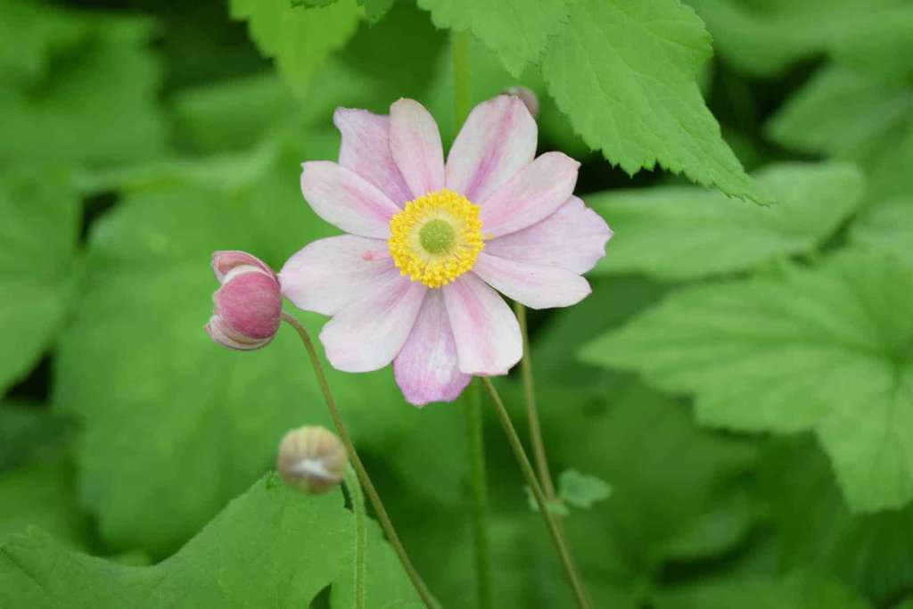 Anemone x hybrida 'September Charm'