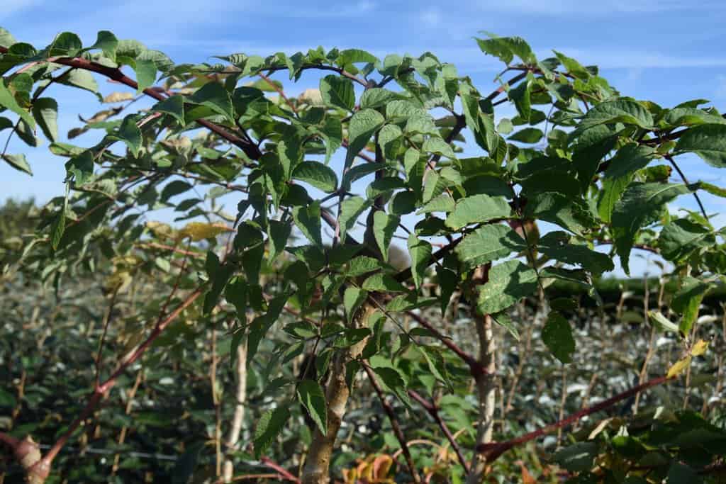 Aralia elata