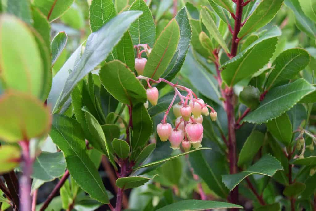 Arbutus unedo