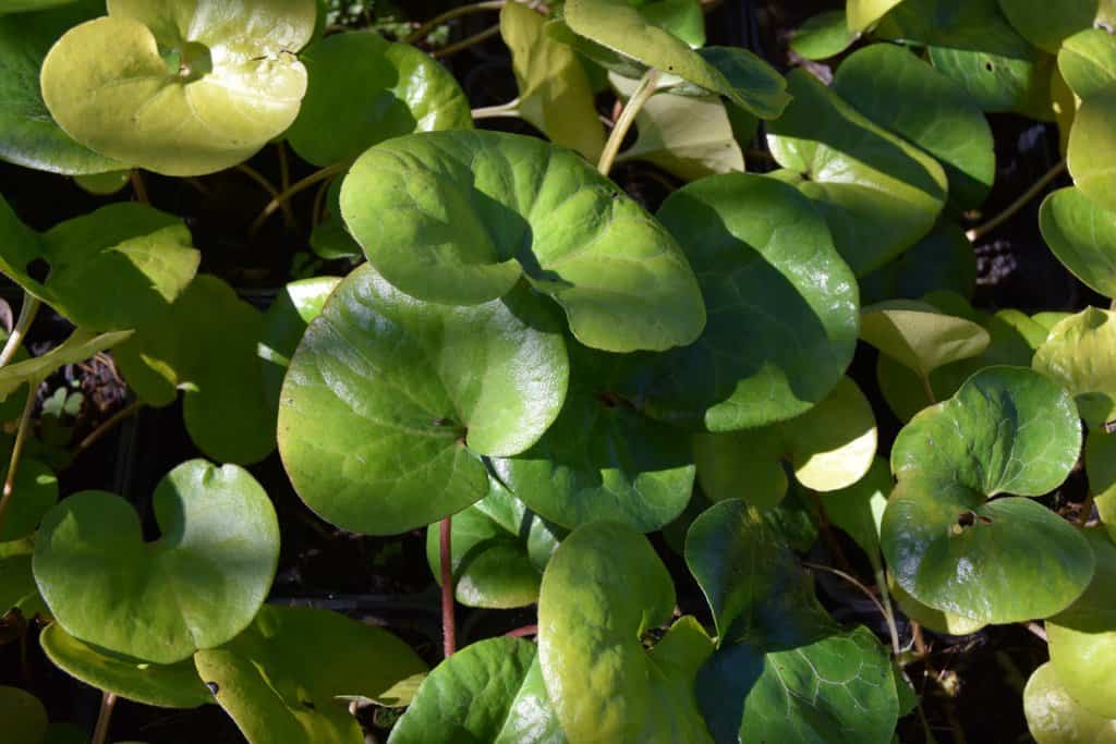 Asarum europaeum