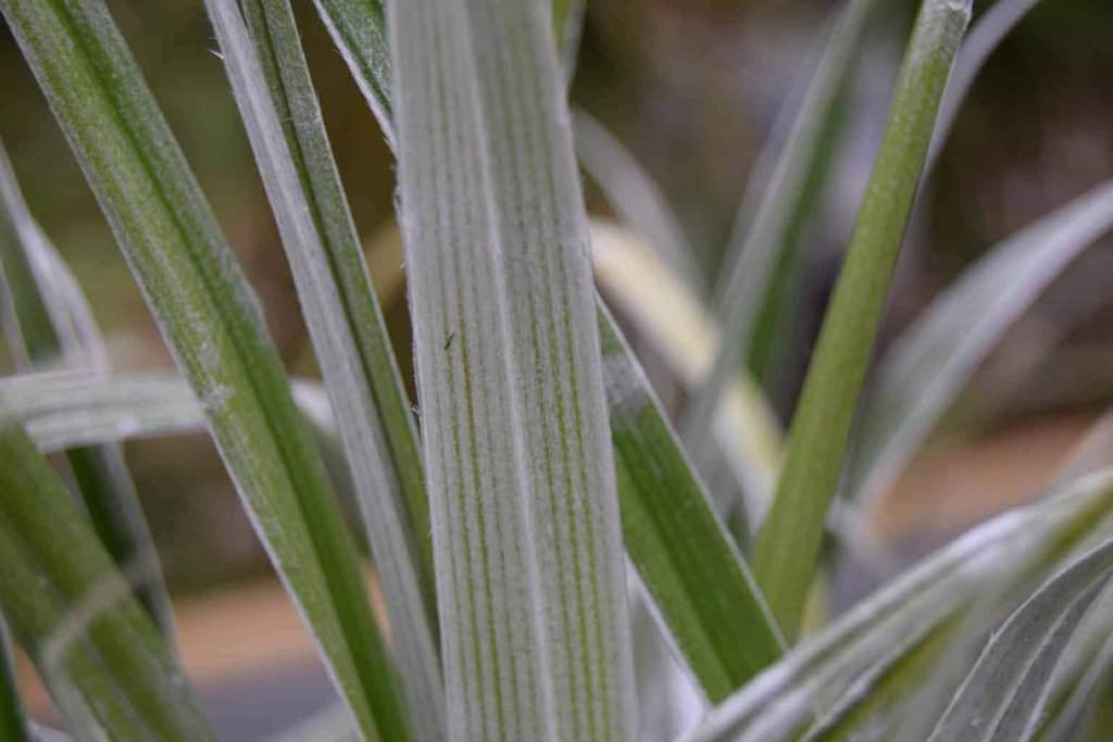 Astelia chathamica 'Silver Spear'