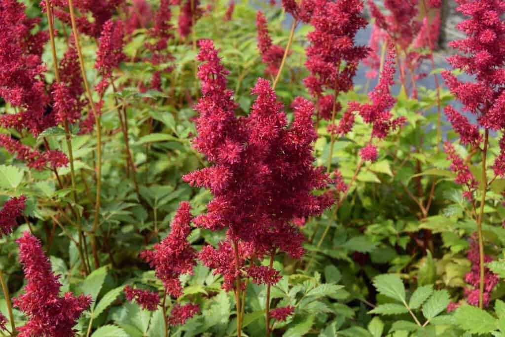 Astilbe 'Fanal'